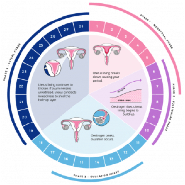 When does the menstrual period of a woman begin and end? The